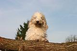 PTIT BASSET GRIFFON V.  065